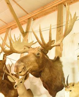 Eastern Moose Mount in Boone & Crockett Book. Boone & Crockett will come with the mount. 