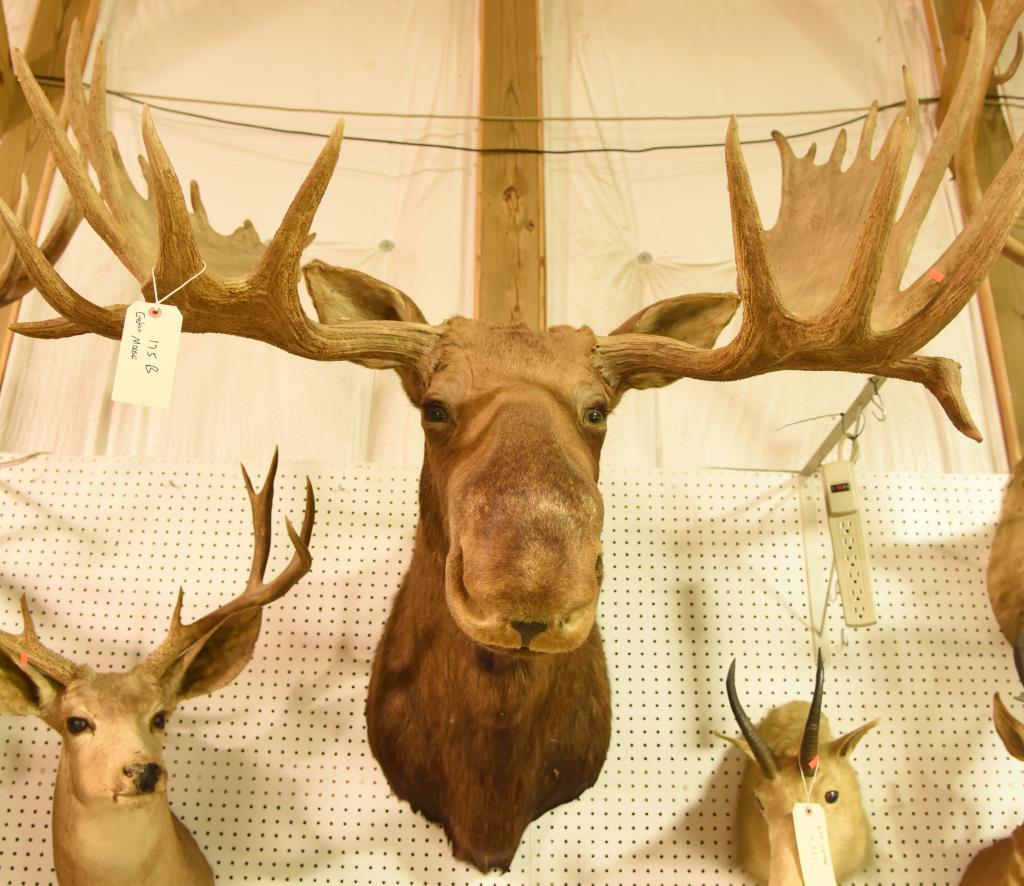 Eastern Moose Mount in Boone & Crockett Book. Boone & Crockett will come with the mount. 