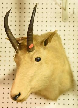 Mountain Goat Mount Due to the Size Item needs to be picked up at  the Auction Facility.
