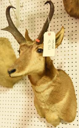 Antelope Mount Due to the Size Item needs to be picked up at  the Auction Facility.