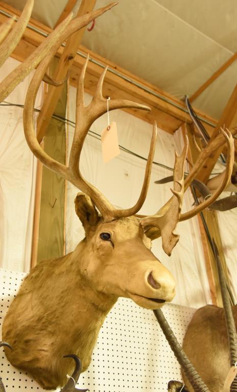 Caribou Mount in Boone & Crocket Book . Boone & Crockett will come with the mount.