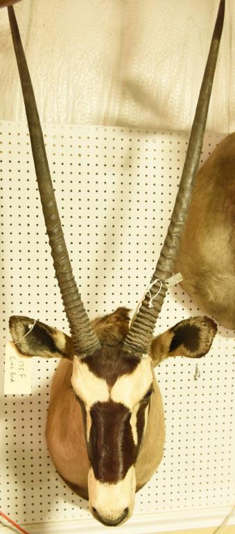 Gims Buck Mount with removable Antlers THIS ITEM IS NOT SHIPPABLE. Due to the Size  Item needs