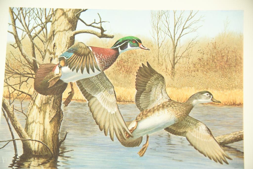 Lot #321 - 1983 New Hampshire Duck Stamp print by Richard Plasschaert, 1982 North Dakota Duck