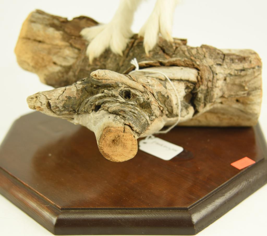 Lot #353A - Well executed Ptarmigan on driftwood taxidermy