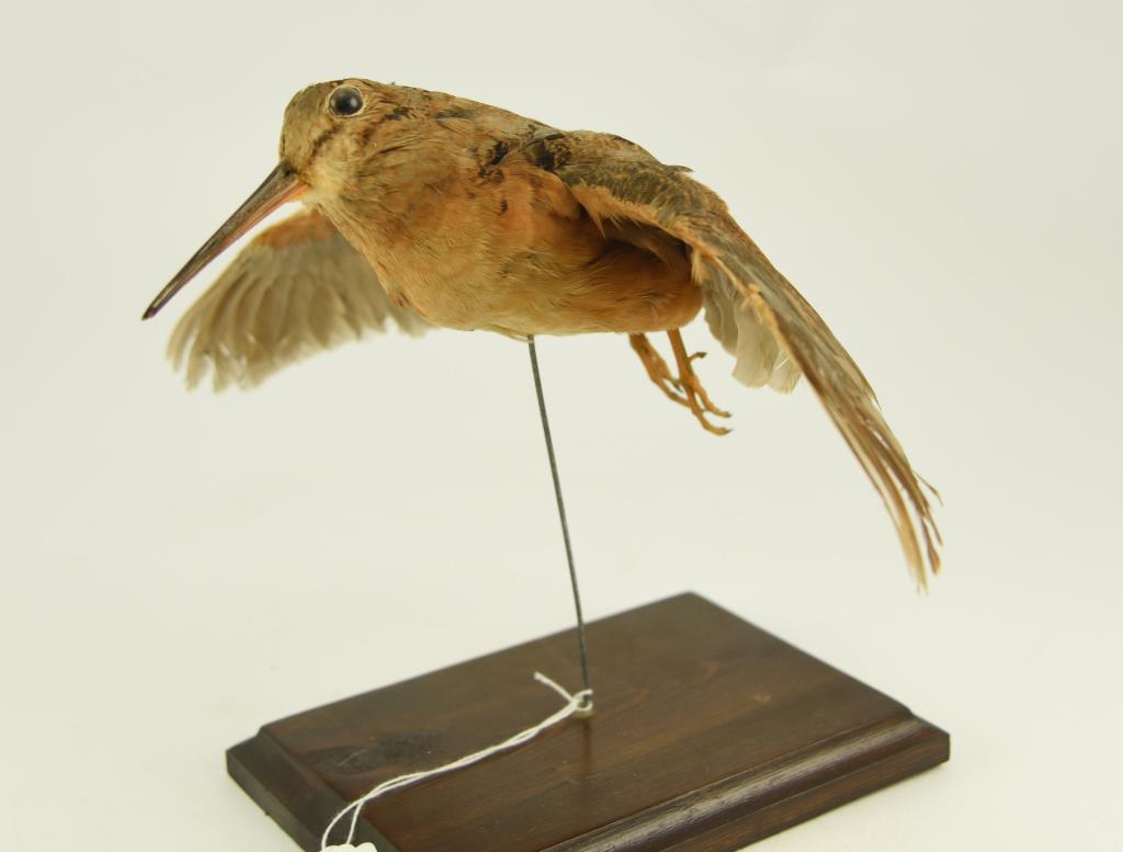 Lot #353B - Mounted Wood Cock in flying pose taxidermy