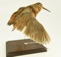 Lot #353B - Mounted Wood Cock in flying pose taxidermy