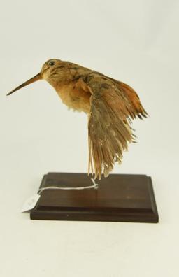 Lot #353B - Mounted Wood Cock in flying pose taxidermy