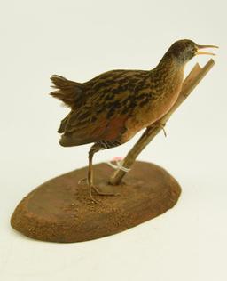 Lot #353C - Mounted Snipe taxidermy
