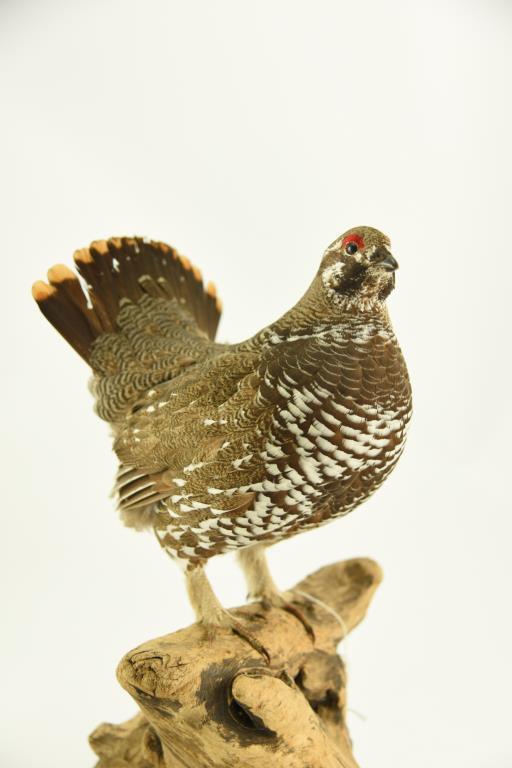 Lot #353D - Well executed Spruce Grouse on driftwood Taxidermy