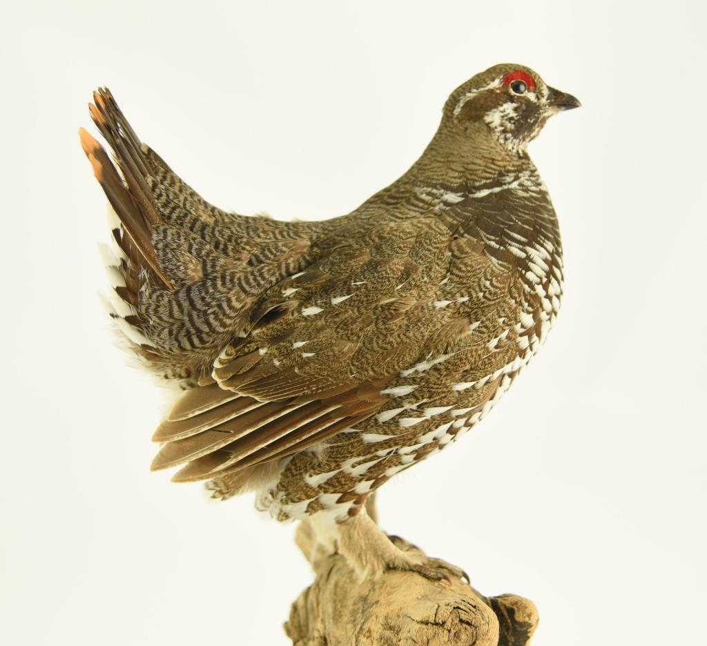 Lot #353D - Well executed Spruce Grouse on driftwood Taxidermy