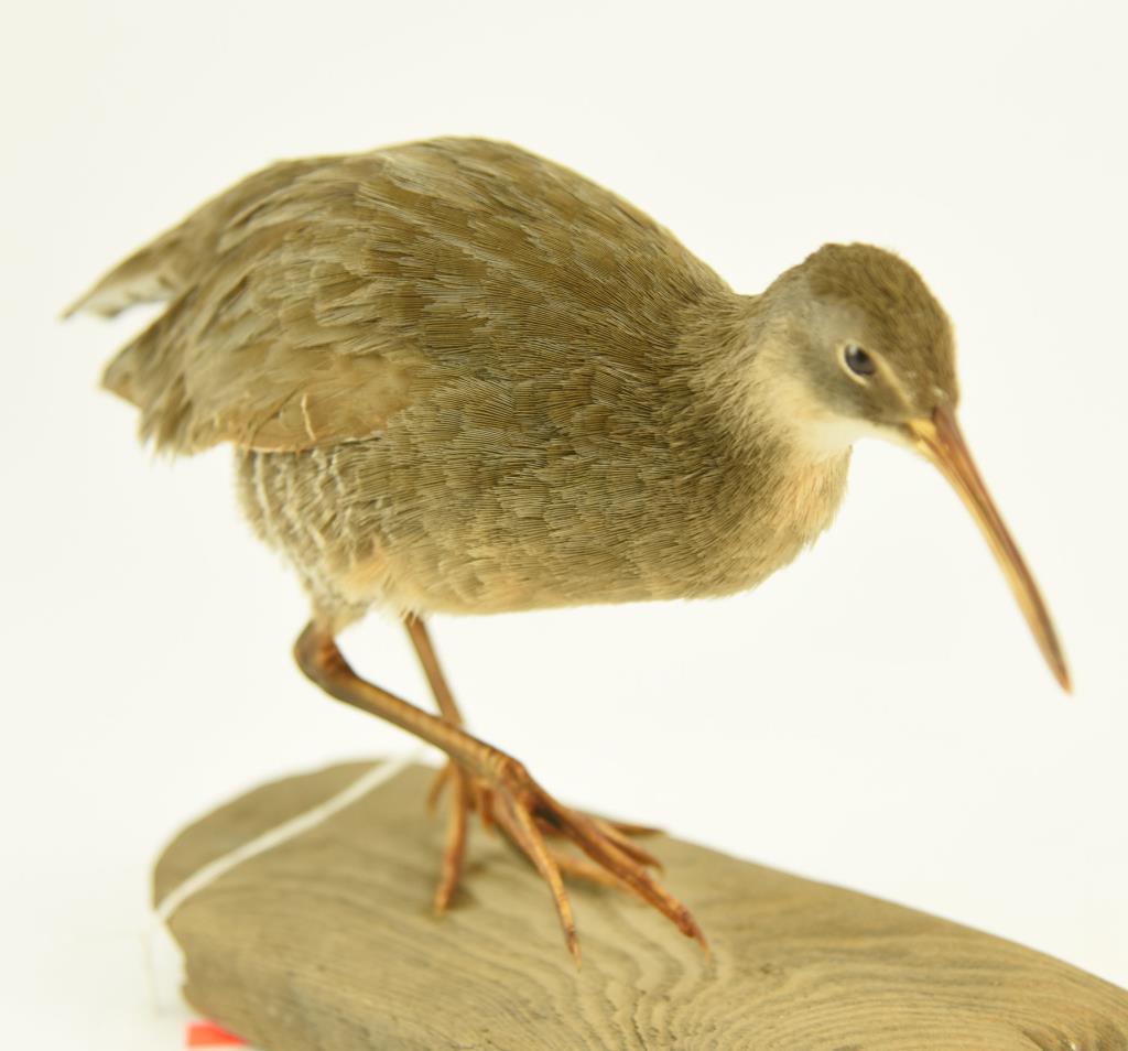Lot #353E - Well executed Yellowlegs taxidermy mount