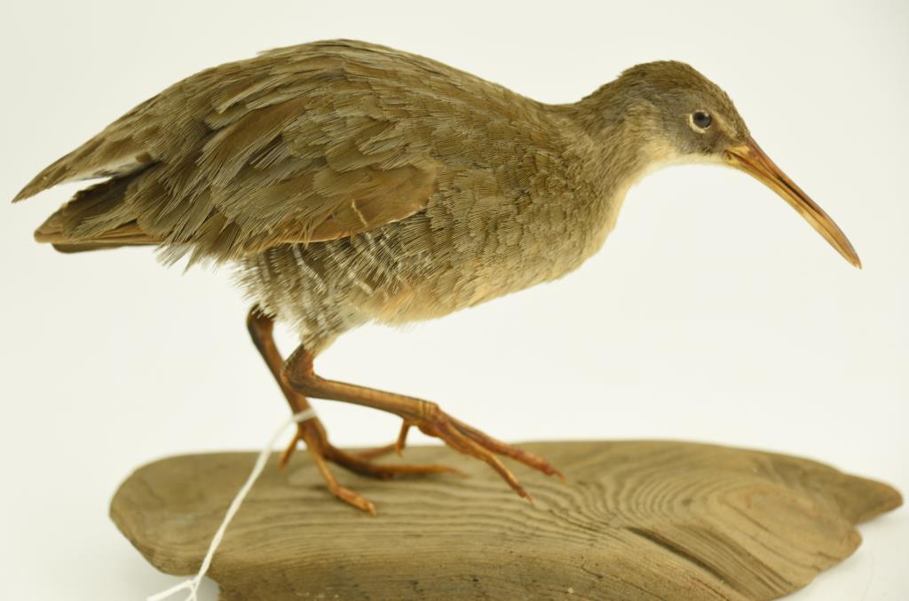 Lot #353E - Well executed Yellowlegs taxidermy mount