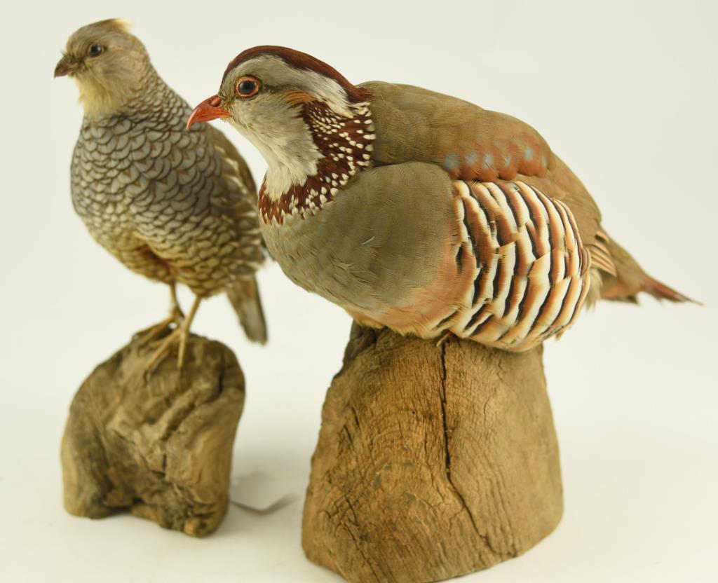Lot #353F - Pair of Well executed Spruce Grouse mounted taxidermy