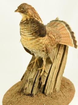 Lot #353G - Well executed Spruce Grouse on driftwood taxidermy mount