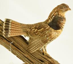 Lot #353G - Well executed Spruce Grouse on driftwood taxidermy mount