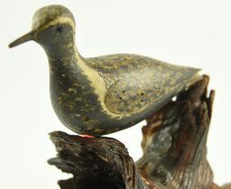 Lot #363 - Golden Plover Cape Cod, MA “Wind Bird” Fine original paint in Spring plumage hallowed