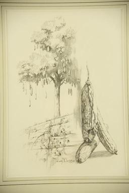 Lot # 4077 - Pencil drawing by Larry Norton depicting kigelia tree and fruit. Signed and dated