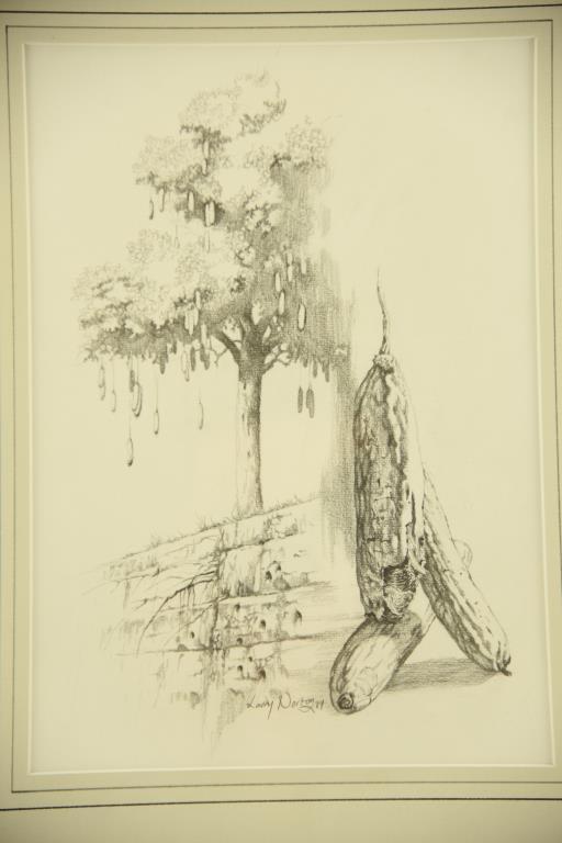 Lot # 4077 - Pencil drawing by Larry Norton depicting kigelia tree and fruit. Signed and dated