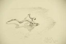 Lot # 4081 - Pencil drawing by Larry Norton titled “Kudu Skull”. Signed and dated 93. Has been