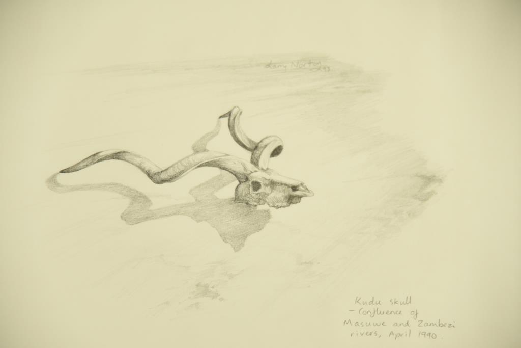 Lot # 4081 - Pencil drawing by Larry Norton titled “Kudu Skull”. Signed and dated 93. Has been