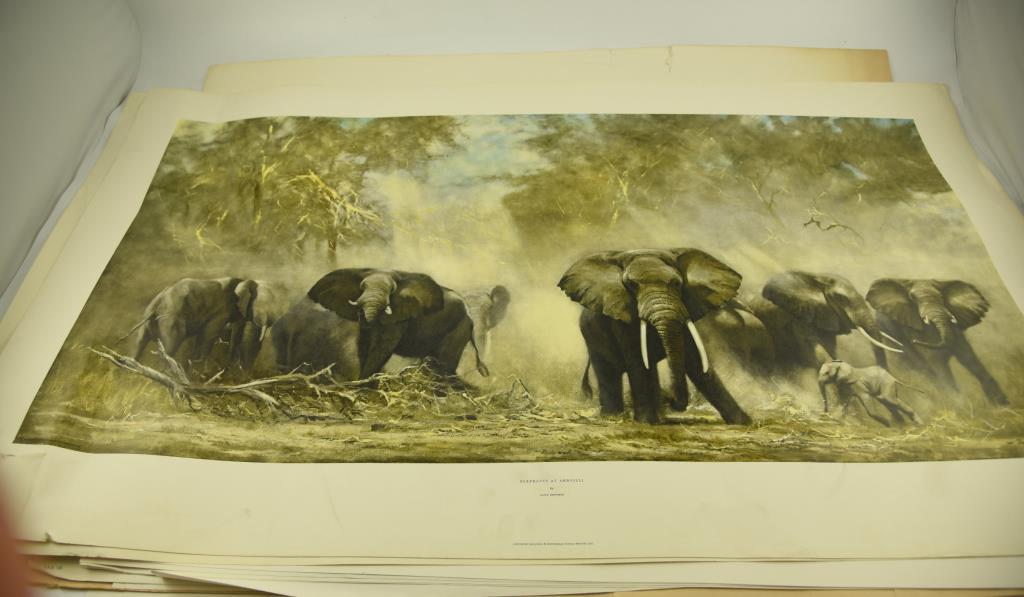 (8) Kudu Prints by David Sheppard, (5) “Zebra s and Colony Weavers” by David Sheppard, (2)