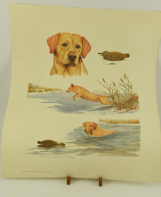 (30) “Yellow Labrador” prints by James P. Fisher (24” x 26”), matted print of “English Setter”