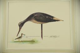 (1)  matted print Massachusetts Duck stamp Yellowleg by John Reggert 298/400 16” x 18”, (1)