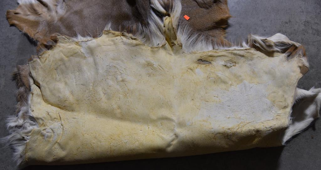 Lot #2 - Black bear hide and white tail deer hide (deer hide as a hole in it)