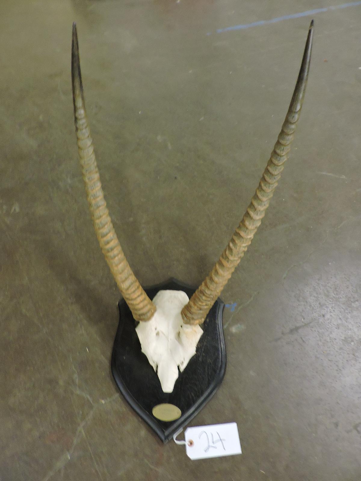 Water Buck Horns and Scull from Kenya / Mounted in London