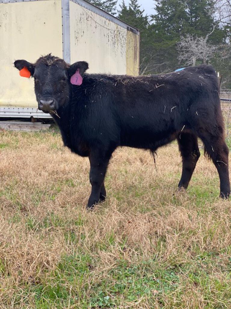 *NOT SOLD*REGISTERED ANGUS YEARLING BULL