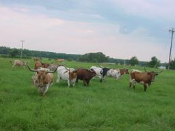 *NOT SOLD* SELLING THE REMAINING 5 LONGHORN COWS OF 15 TOTAL