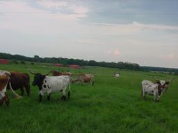 *NOT SOLD* SELLING THE REMAINING 5 LONGHORN COWS OF 15 TOTAL