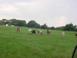 *NOT SOLD* SELLING THE REMAINING 5 LONGHORN COWS OF 15 TOTAL