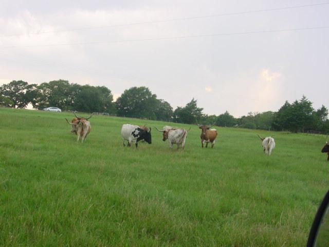 *NOT SOLD* SELLING THE REMAINING 5 LONGHORN COWS OF 15 TOTAL