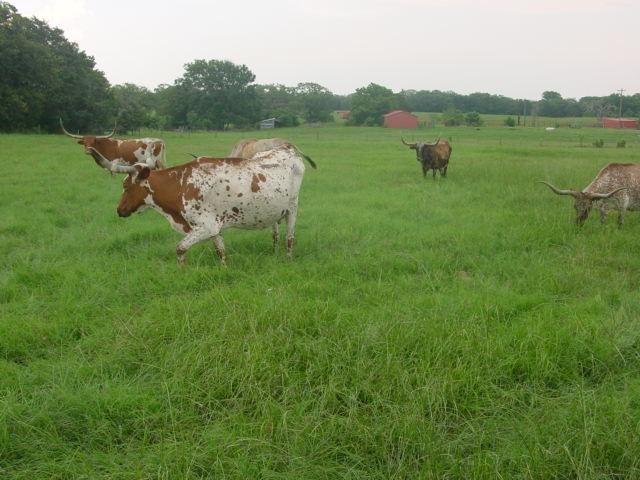 *NOT SOLD* SELLING THE REMAINING 5 LONGHORN COWS OF 15 TOTAL