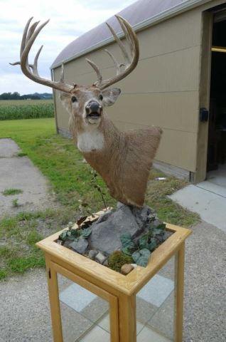 173-5/8 Boone Crockett Whitetail Deer Crockett