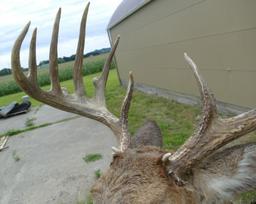 173-5/8 Boone Crockett Whitetail Deer Crockett