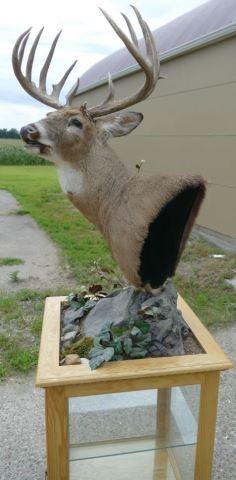 173-5/8 Boone Crockett Whitetail Deer Crockett