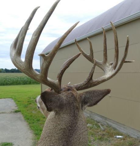 173-5/8 Boone Crockett Whitetail Deer Crockett