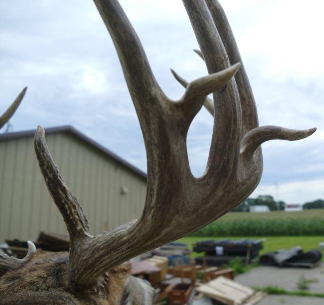 173-5/8 Boone Crockett Whitetail Deer Crockett