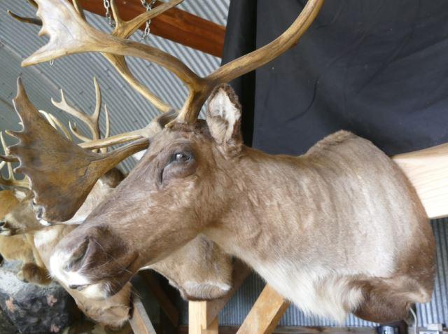 Central Canada Barren Ground Caribou 310-4/8 Pope