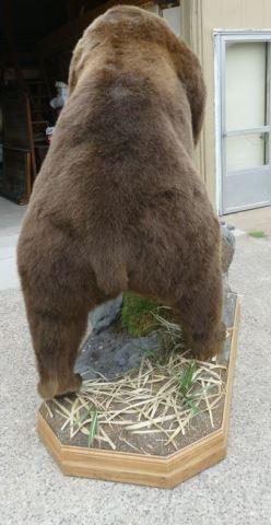 Alaskan Brown Bear 28-6/16 Boone & Crockett