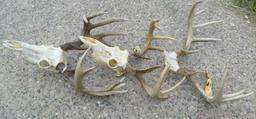 Lot of 3 Whitetail Horns