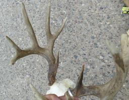 Lot of 3 Whitetail Horns