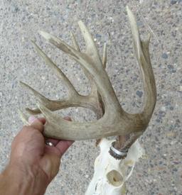 Lot of 3 Whitetail Horns