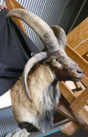Mouflon Goat