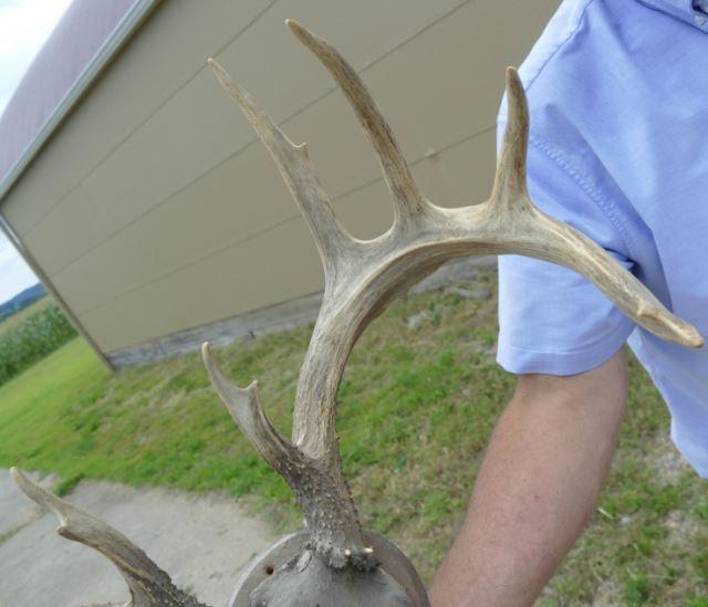 152" Whitetail Horn Mount