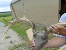 152" Whitetail Horn Mount