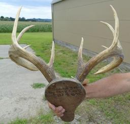 152" Whitetail Horn Mount