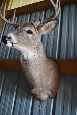 8 Point Buck Deer Mount, 17" Spread.